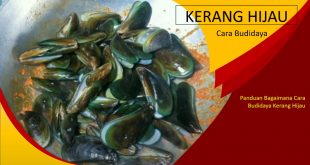 Budidaya Kerang Hijau
