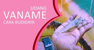 Budidaya udang vaname