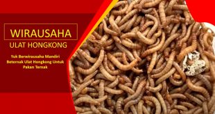 Budidaya Ulat Hongkong