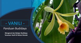 Budidaya Vanili Untuk Pemula