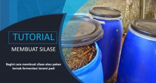 Cara Membuat Silase Jerami Padi EM4