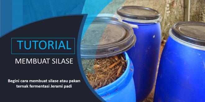 Cara Membuat Silase Jerami Padi EM4