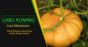 Cara Menanam Labu Kuning Agar Cepat Berbuah
