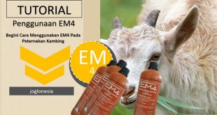 Cara Penggunaan Em4 Untuk Peternakan Kambing