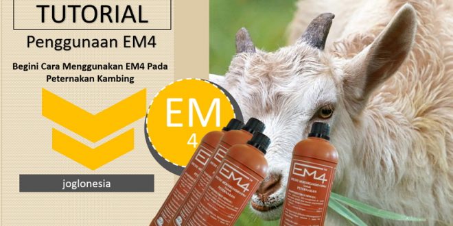 Cara Penggunaan Em4 Untuk Peternakan Kambing