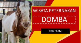 Rekomendasi Wisata Peternakan Domba Untuk Edu Farm di Jateng