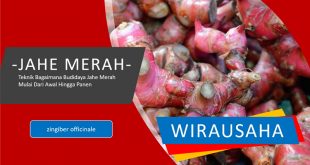 Teknik Budidaya Jahe Merah dari Awal