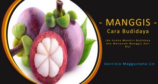 Teknik Menanam Manggis dari Biji