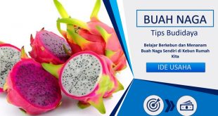 Tips Budidaya Buah Naga di Rumah