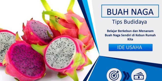 Tips Budidaya Buah Naga di Rumah