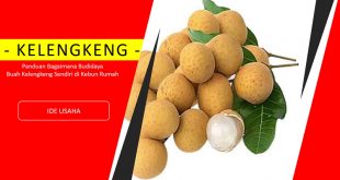 Tips Budidaya Kelengkeng Agar Cepat Berbuah