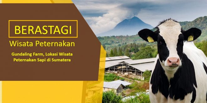 Wisata Peternakan Sapi di Berastagi