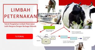 cara mengolah limbah peternakan