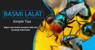 cara mengusir lalat di peternakan ayam