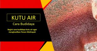 Cara Membuat Kutu Air Dengan Daun Ketapang
