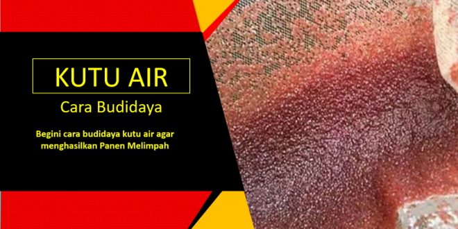 Cara Membuat Kutu Air Dengan Daun Ketapang