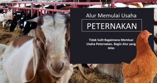 Cara Memulai Usaha Peternakan Itu Mudah