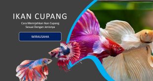Cara Pemijahan Ikan Cupang Sesuai Jenisnya