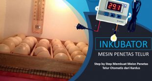 Membuat Mesin Penetas Telur Bebek Dari Kardus Otomatis