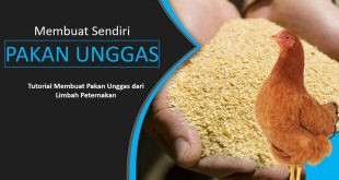 Membuat Pakan Ternak Dan Unggas Dari Limbah Peternakan