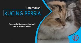 Tempat Peternakan Kucing Persia Di Jakarta