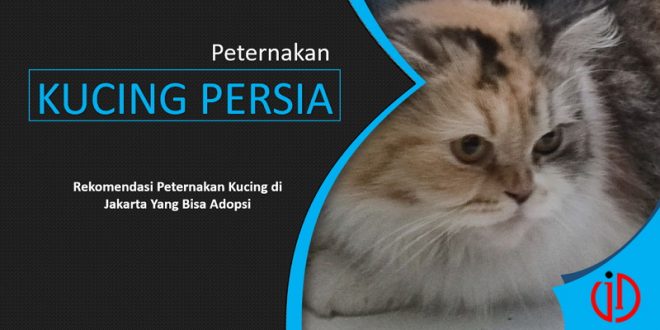 Tempat Peternakan Kucing Persia Di Jakarta