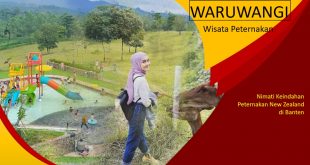 Wisata Peternakan di Serang Banten Serasa New Zeland