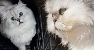 Cara Menghilangkan Kutu Kucing Secara Tradisional