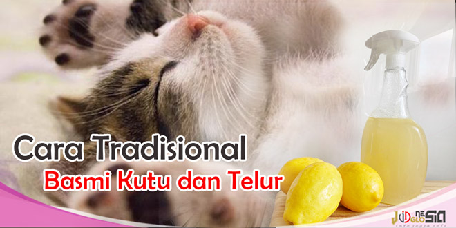 Cara Tradisional Menghilangkan Kutu Kucing