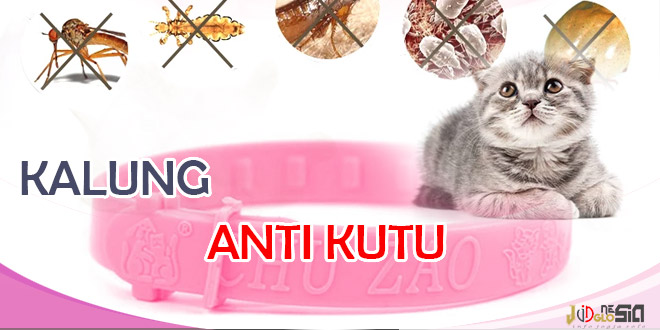 Kalung untuk Ngilangin Kutu Kucing Paling Efektif