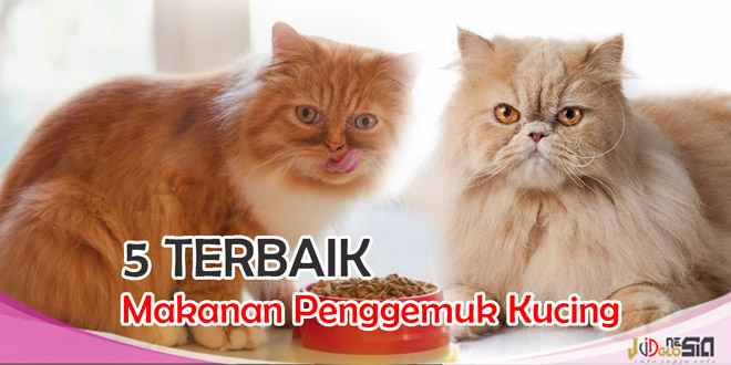 Makanan Kucing Yang Bikin Gemuk dan Murah