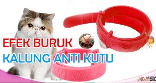 Manfaat Kalung Anti Kutu Kucing dan Efek Samping Yang Muncul