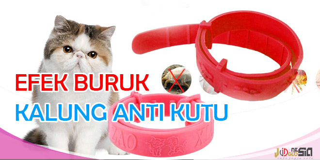 Manfaat Kalung Anti Kutu Kucing dan Efek Samping Yang Muncul