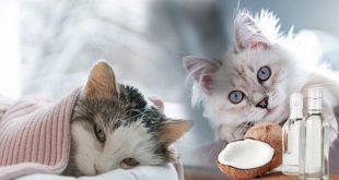 Manfaat Minyak Kelapa Untuk Kucing, Bulu Lebih Halus dan Bebas Kutu