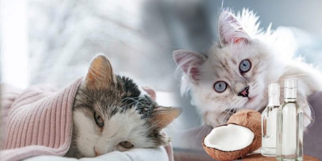 Manfaat Minyak Kelapa Untuk Kucing, Bulu Lebih Halus dan Bebas Kutu