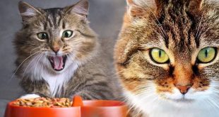 Merk Makanan Kucing Yang Bikin Gemuk dan Bulu Bagus