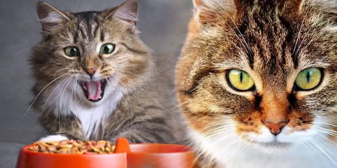 Merk Makanan Kucing Yang Bikin Gemuk dan Bulu Bagus