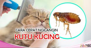 Pecinta Kucing Wajib Tahu Cara Ngilangin Kutu Kucing Paling Efektif