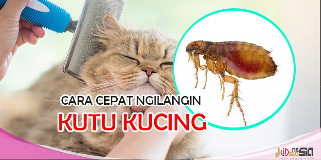 Pecinta Kucing Wajib Tahu Cara Ngilangin Kutu Kucing Paling Efektif