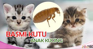 Tips Menghilangkan Kutu Pada Anak Kucing Dari Pakarnya Langsung