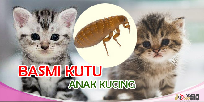 Tips Menghilangkan Kutu Pada Anak Kucing Dari Pakarnya Langsung