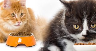 jenis makanan kucing Sesuai Umur