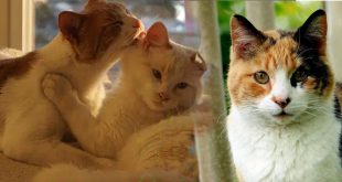 Penyebab Kucing Susah Hamil, Gagal Kawin dan Cara Mengatasinya