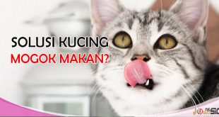 cara agar kucing mau makan dry food dan doyan makan