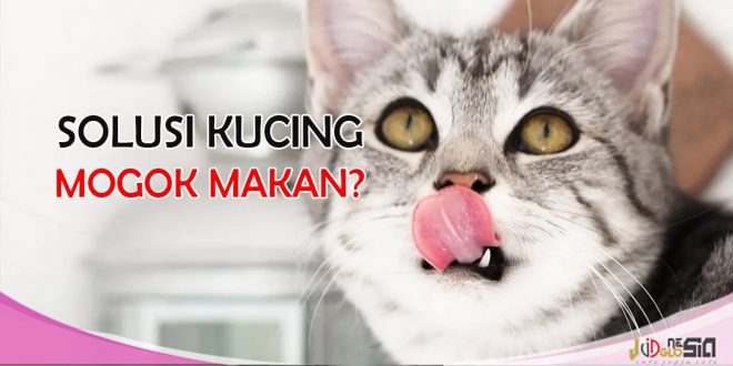 cara agar kucing mau makan dry food dan doyan makan