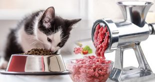 cara membuat makanan kucing kering sendiri yang lebih bergizi