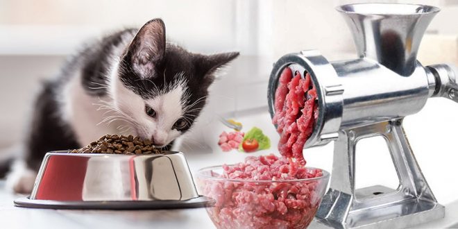 cara membuat makanan kucing kering sendiri yang lebih bergizi