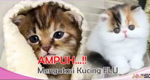 cara mengatasi kucing flu dan mata berair dengan obat alami