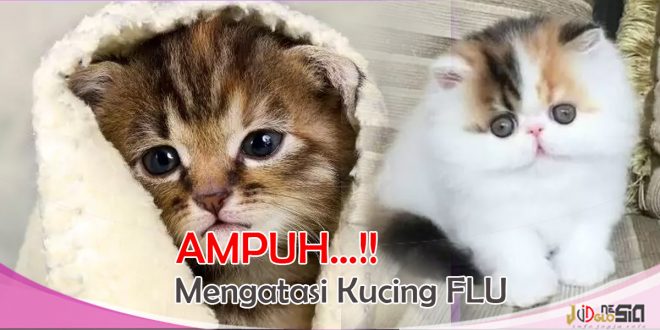 cara mengatasi kucing flu dan mata berair dengan obat alami