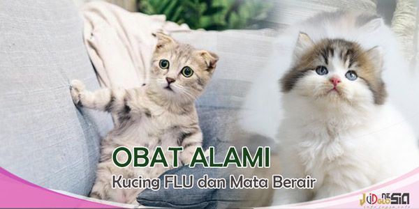 obat alami kucing flu dan mata berair